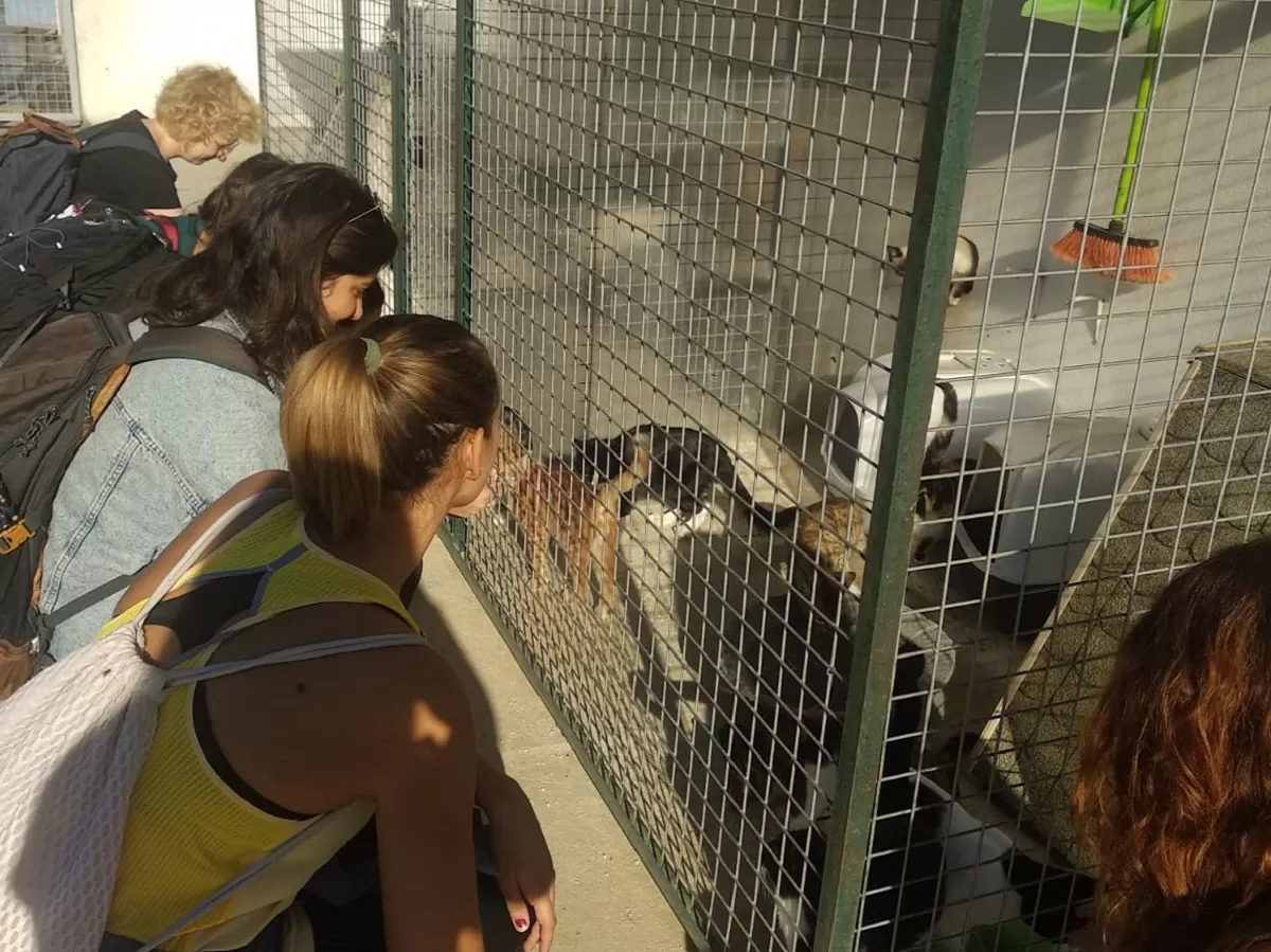 International students and volunteers in an animal shelter
