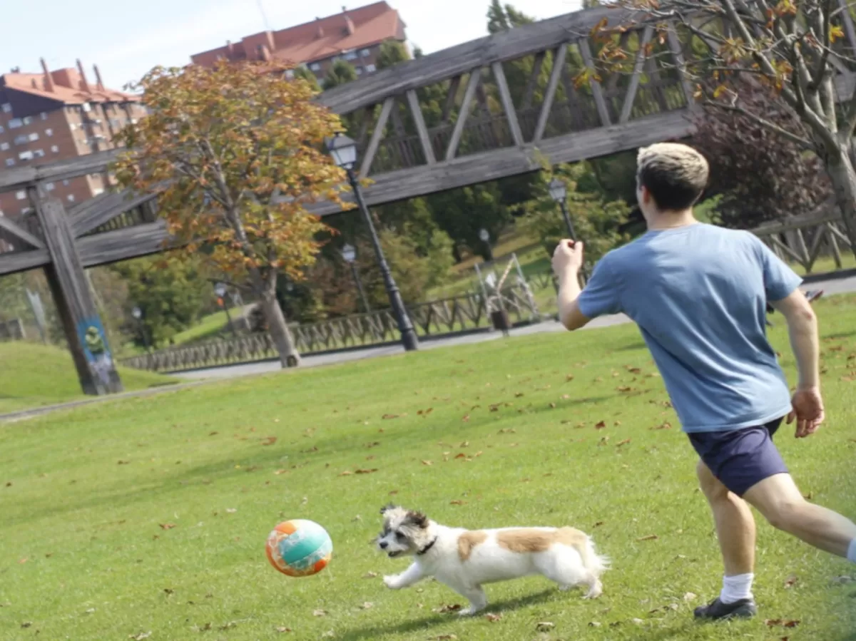 A dog and a man walking towards a ball while making a silly walk