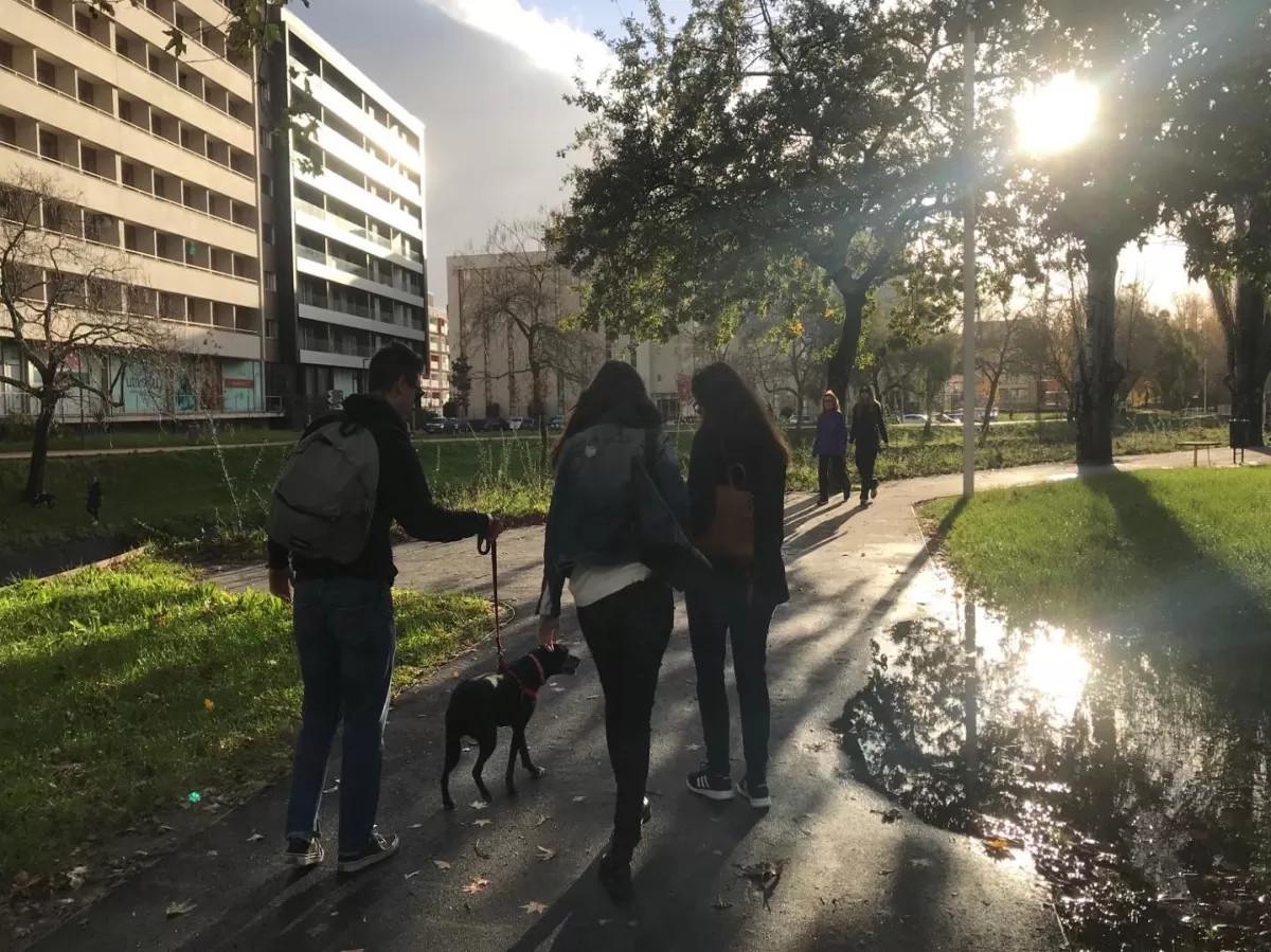 Group of Students and ESNers walking pets in the park