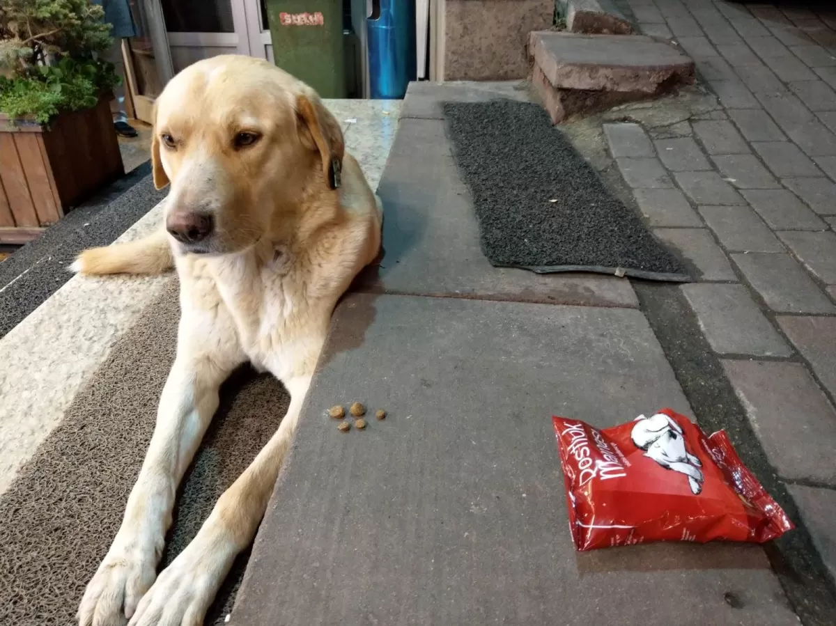 A stray dog with the dog food