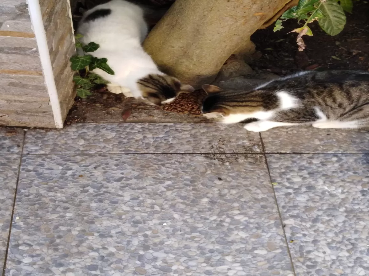 Two stray cats are eating their cat food