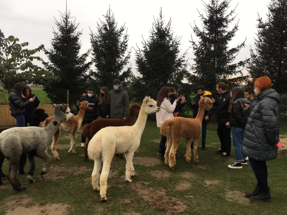 Together with alpacas