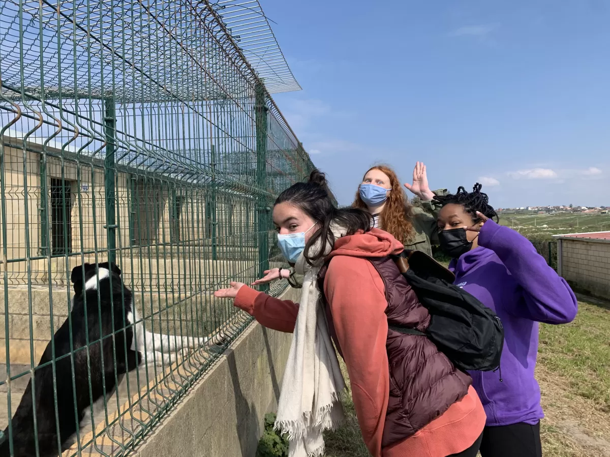 ERASMUS students with some of the dogs from the shelter