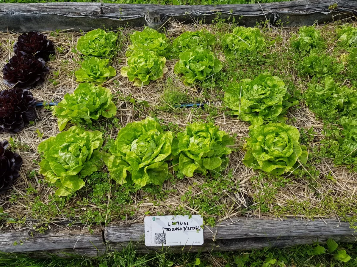 a type of lettuce 