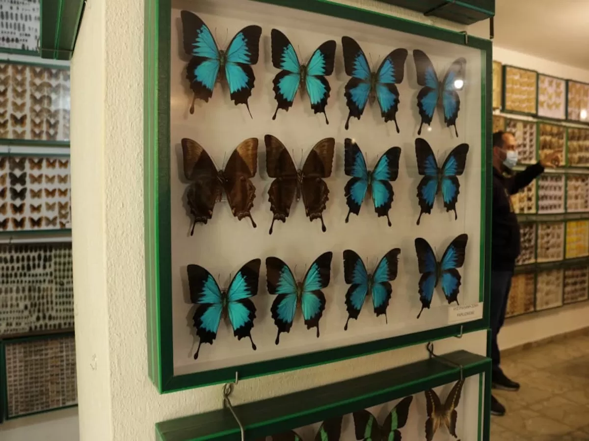 Butterflies collection of the entomological museum.