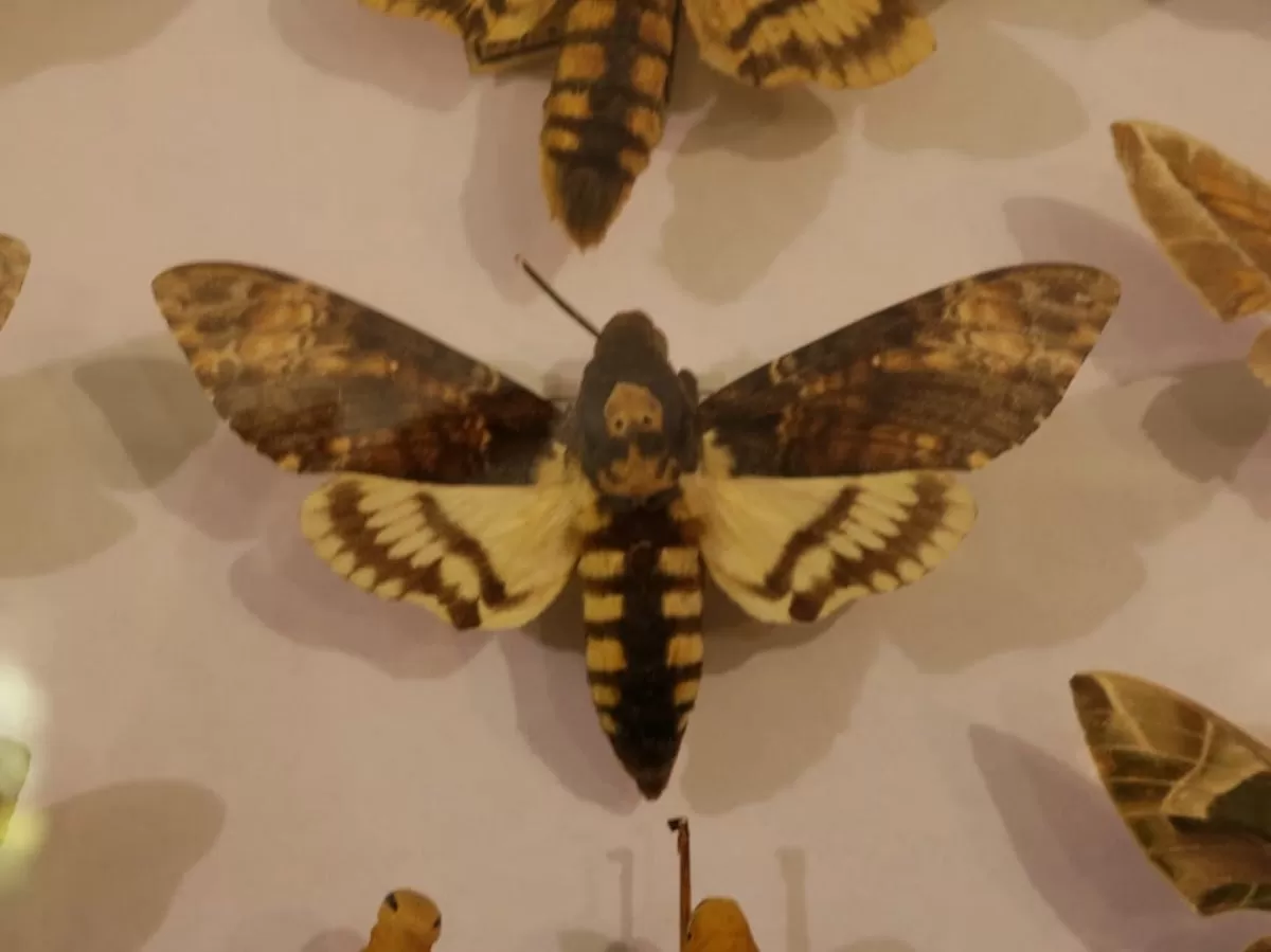 Butterflies collection of the entomological museum.