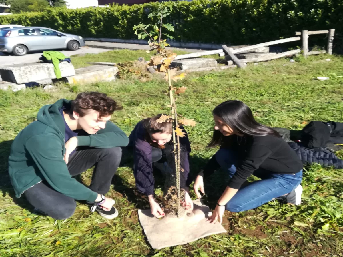 Three international students planting a tree in the ground