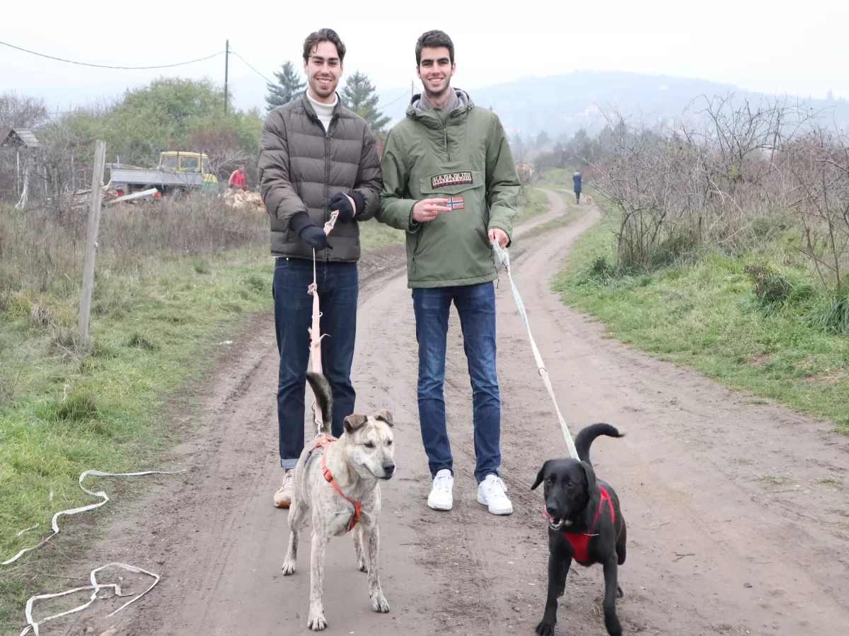2 boys walking 2 dogs