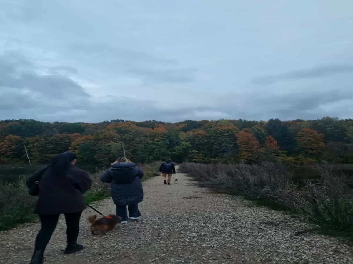 3 people walking the small dogs