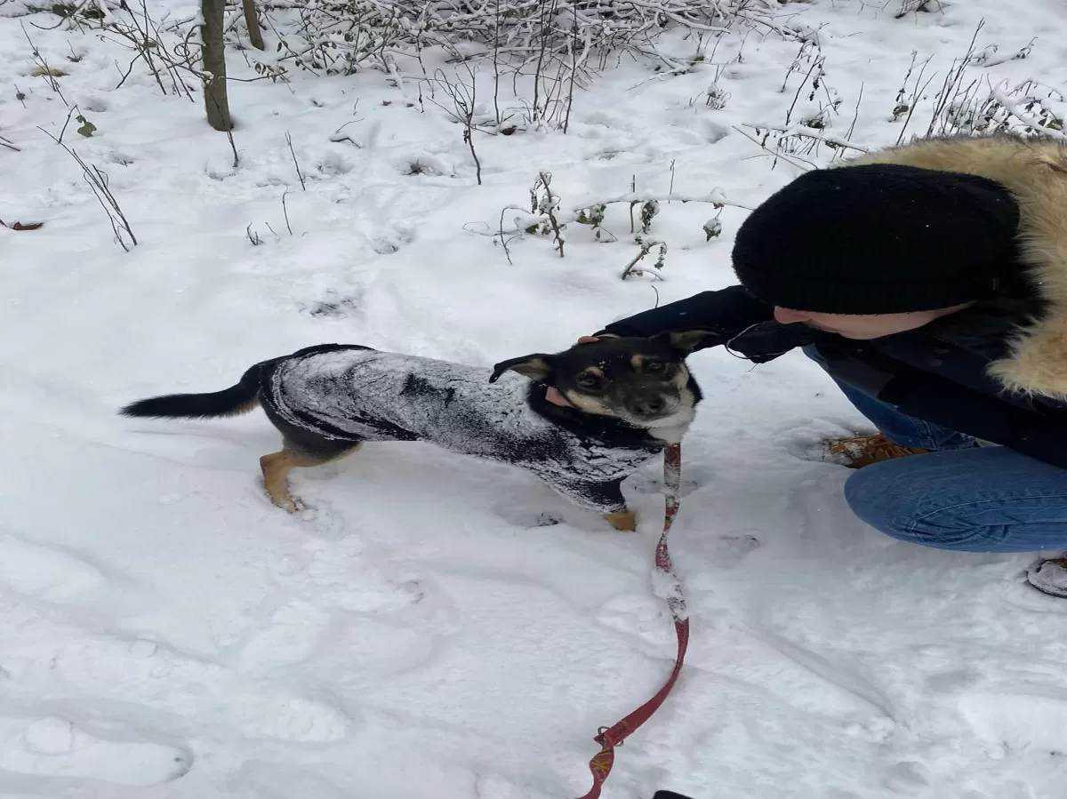 A participant petting a rescue dog