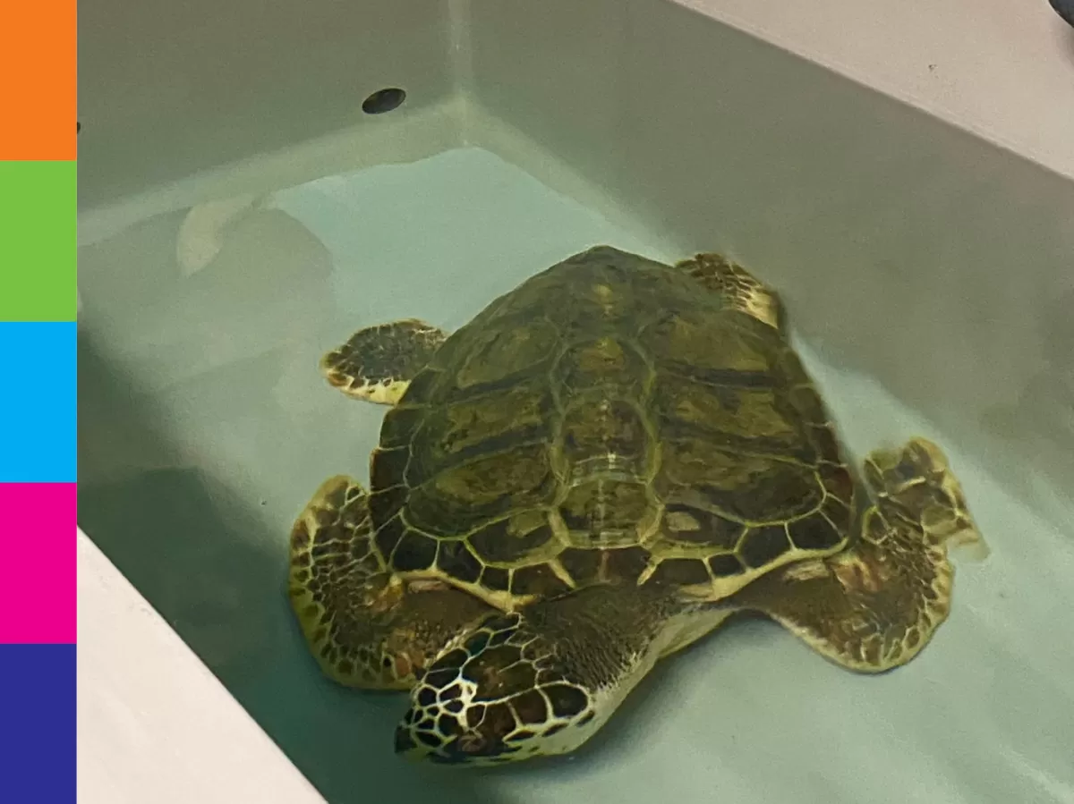 Sea Turtles Rescue Center