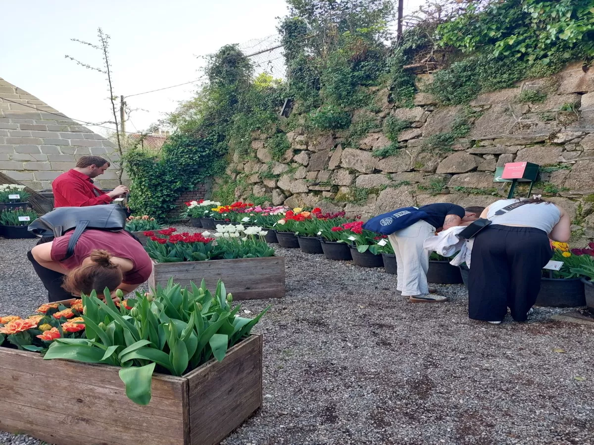 Erasmus students observing the tulips