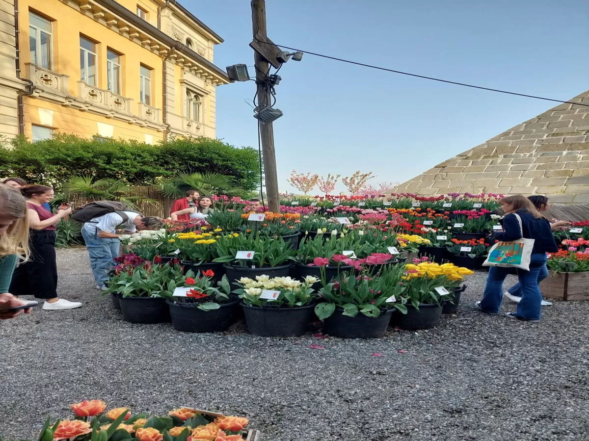 Erasmus students observing the tulips