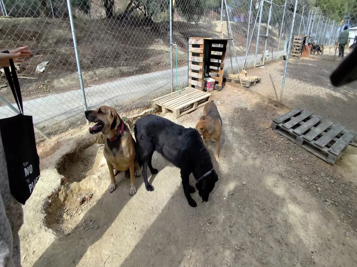 Animal shelter at HMU