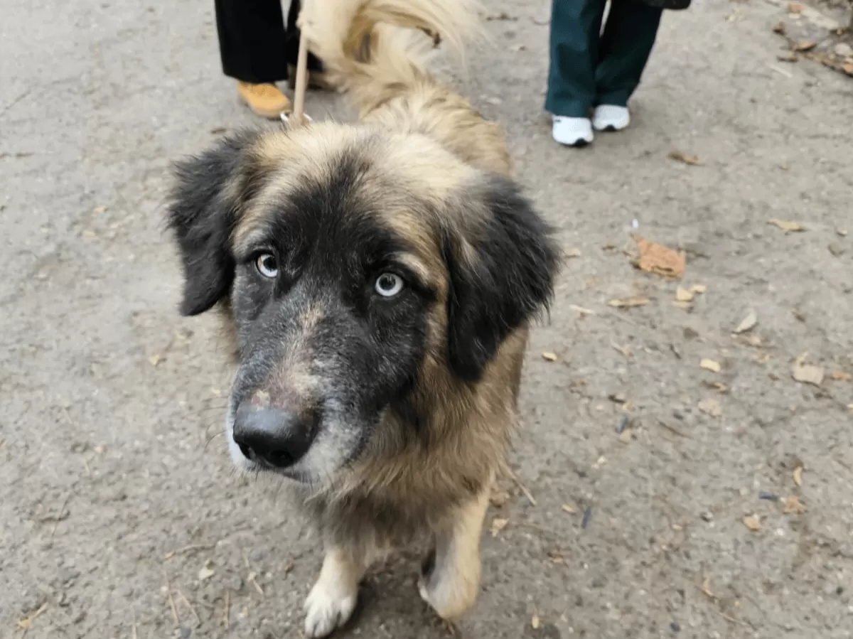 the ultimate puppy stare