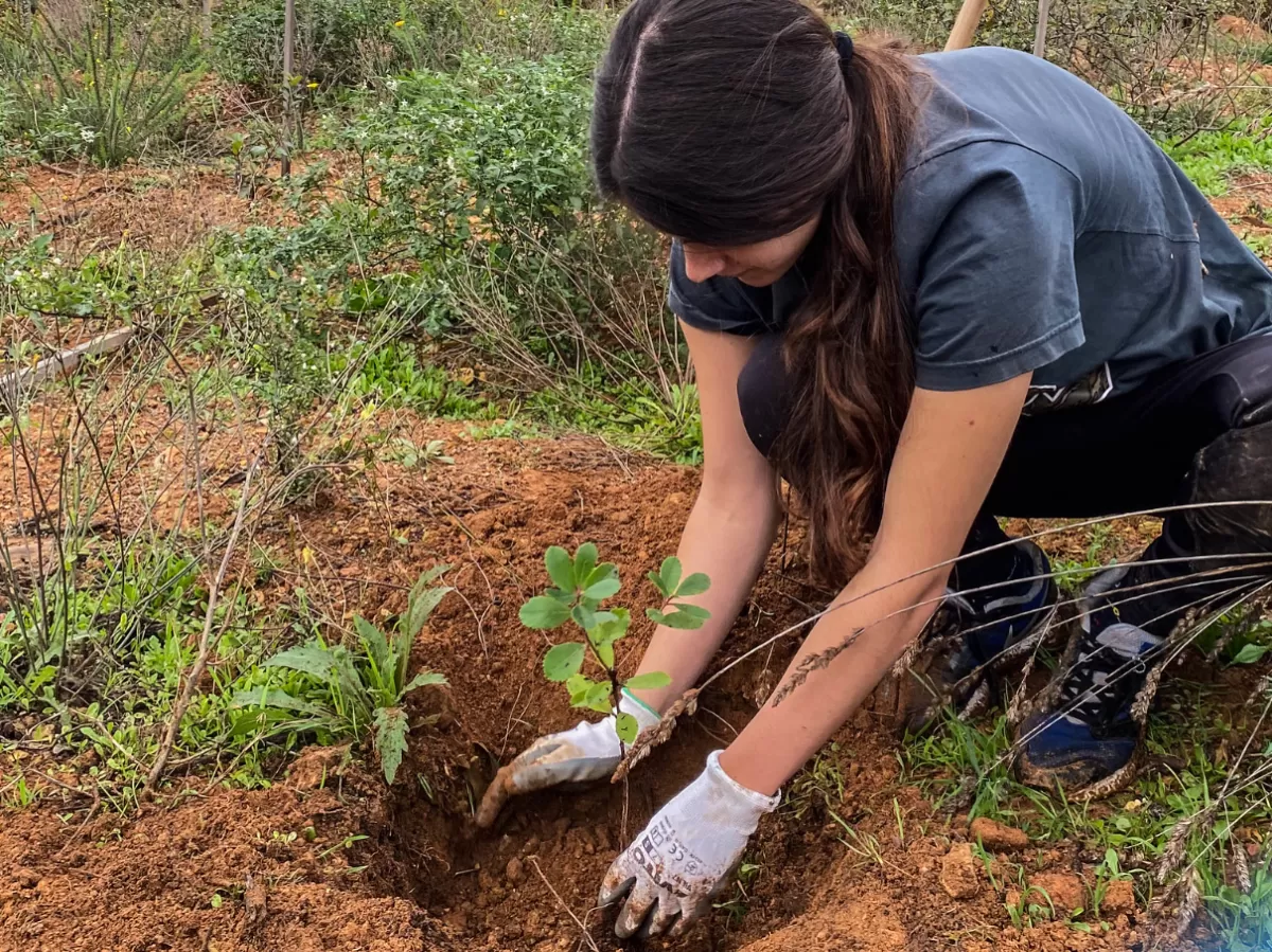 A volunteer planting a tree.