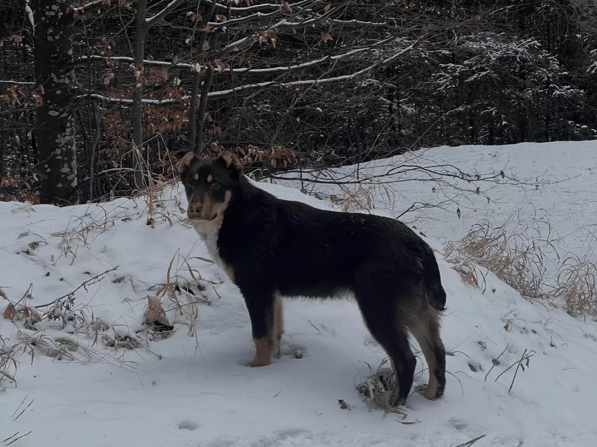 A dog on the snow