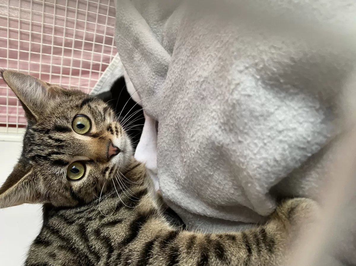 Merlino, one of the 180 cats hosted at the shelter