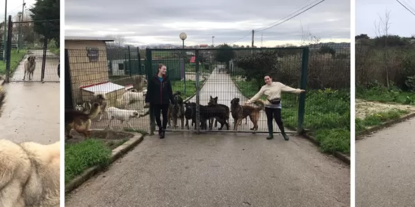 Erasmus petting the dogs