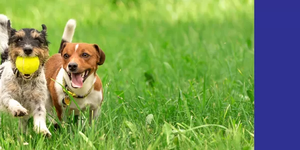 Two little puppies are playing on a green field. One of them hold a ball in their mouth.