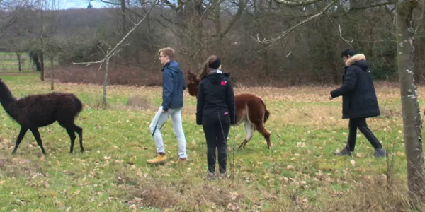 Llama and Alpaka Hike Activities