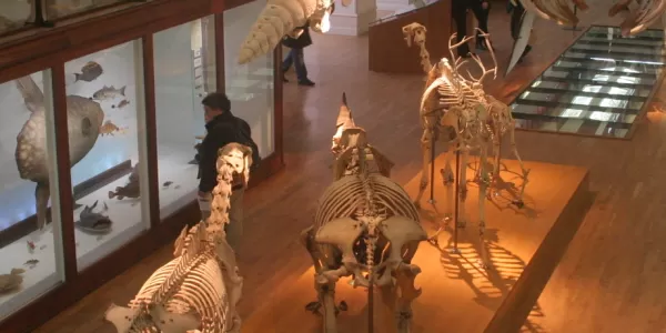 Musée d'Histoire Naturelle (Nantes)