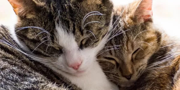The image displays two cats laying together