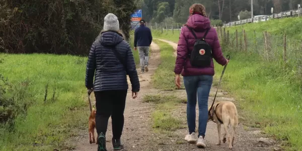 Erasmus taking dogs on a walk