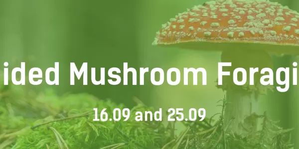 Mushroom course