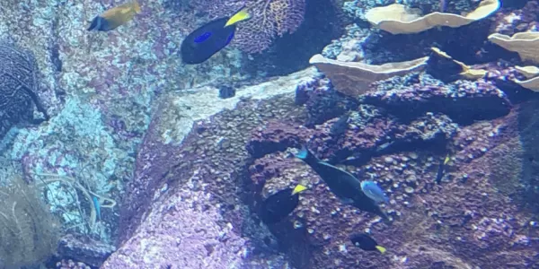 Fishes and plants at the Cité de la Mer