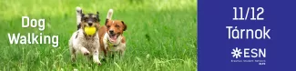 Two little puppies are playing on a green field. One of them hold a ball in their mouth.