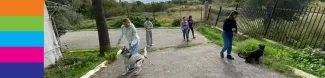 International students taking dogs for a walk.