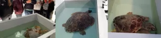 Visit to "Centro recupero tartarughe marine"