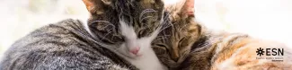 Cute cats asleep leaning against each other