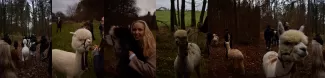 Alpacas and people